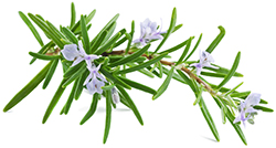 Rosemary